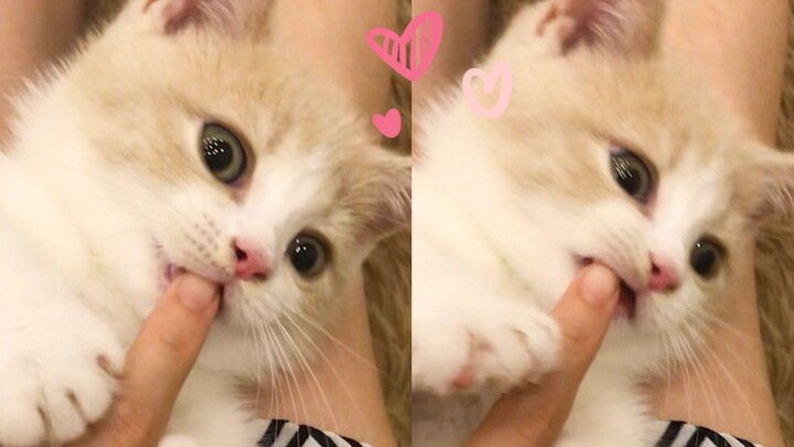 “I almost forgot how adorable little kittens are!” “I love you!”