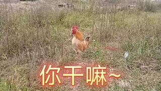 Suara ayam ini sepertinya mirip dengan suara Kun Kun.