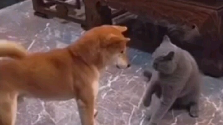 هناك سبب يجعل القطط تكره الكلاب