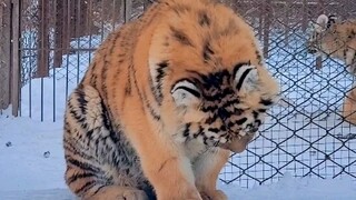 What evil intentions could a little kitten possibly have?