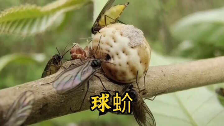 Scale insects, animals that don’t quite look like animals