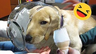 New Funny Animals 😂 Funniest Cats and Dogs Videos 😺🐶