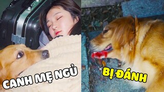 Duomi | Duomi Tội Nghiệp Bị Bỏ Rơi Và Câu Chuyện Cảm Động Sau Đó...😥Gâu Đần Official