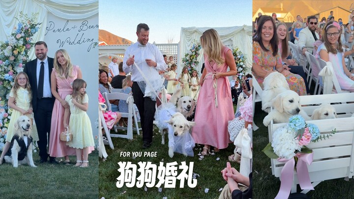 Ayo segera ikut pernikahan anjing!