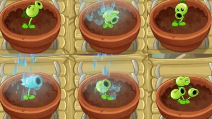 【pvz2】Semua animasi penyiraman keluarga kacang polong