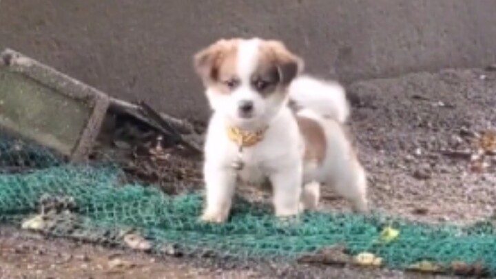 This... this is just too cute!