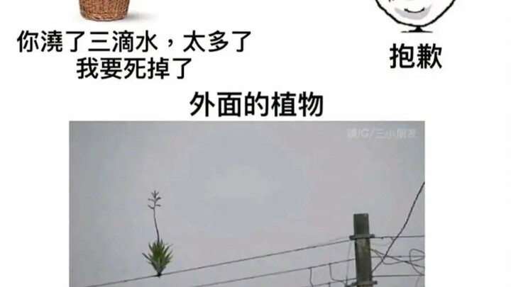 The Differences Between Plants