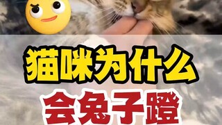 Why does the cat kick my rabbit