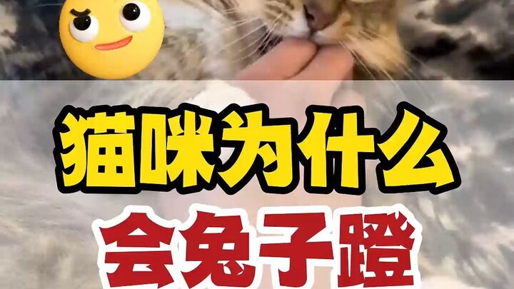 لماذا ترفسني القطة وأنا أربي الأرنب؟