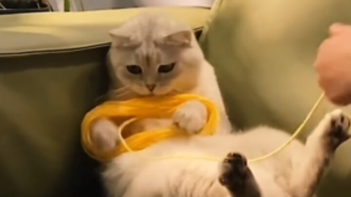 Mèo Mèo: Không có miếng thức ăn mèo nào là ăn phí cả!