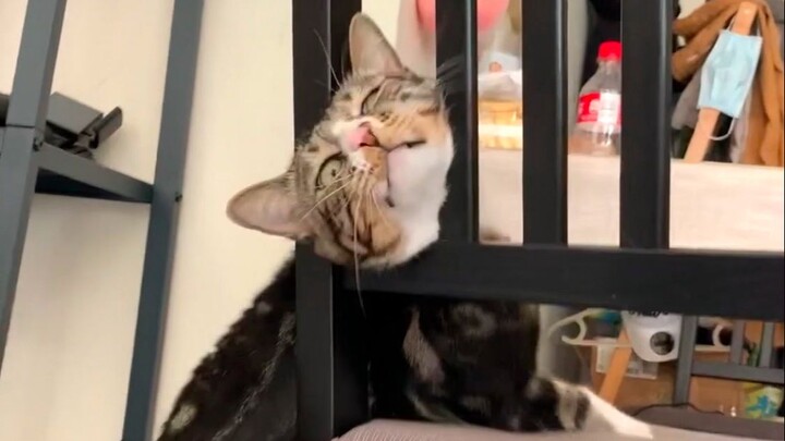 Kẻ thù lớn nhất của mèo chính là sự tự ti trong lòng [Uy Uy là một chú mèo]