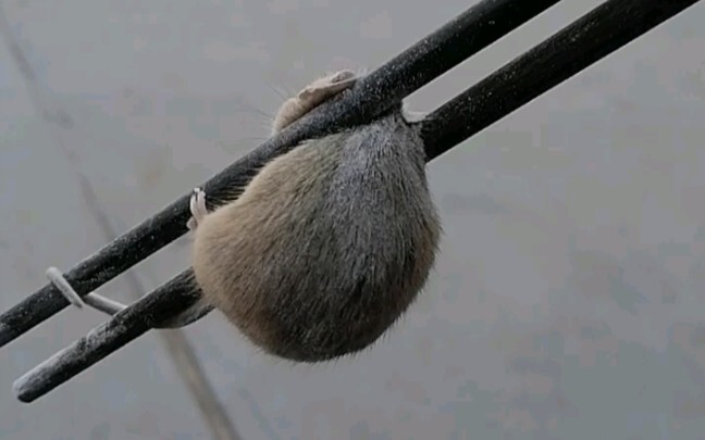 Northern rat(*^ω^*)