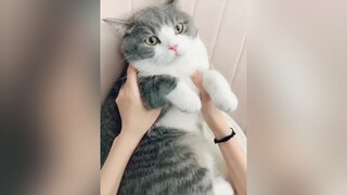 cuteeeetrend videomeo tiktok mèoo meow meo meocute trending chomeo