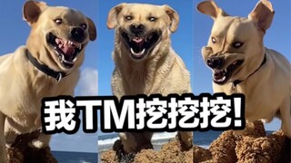 拉布拉多：如何优雅的在海边挖洞~