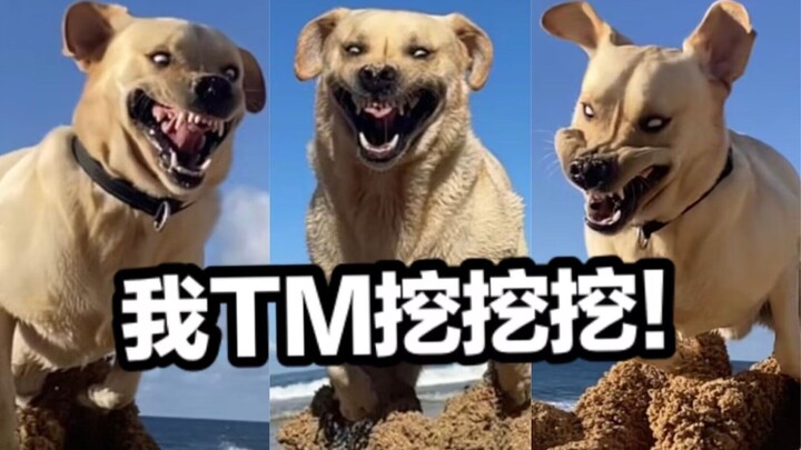 拉布拉多：如何优雅的在海边挖洞~