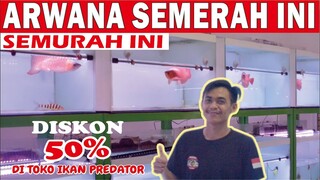 EMANG BOLEH!! AROWANA SUPER RED SEMERAH INI SEMURAH INI