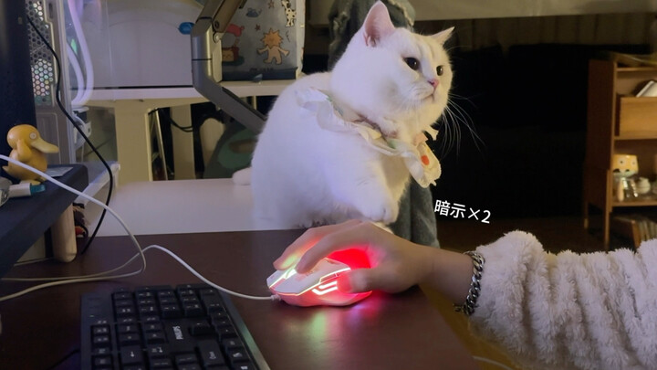 Menebak Isi Hati Kucing Kecil 3.0