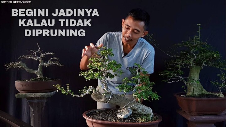 Begini Jadinya Kalau Tidak Dipruning