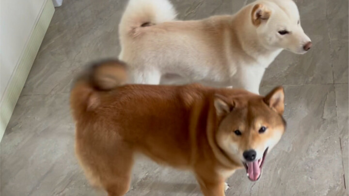 妈妈的好大儿（母慈子孝 地动山摇）