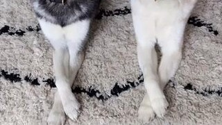 heretheycome twinsies 👯‍♀️ did you know Skye and Copper are actually half siblings?