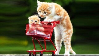 Funniest Cat Videos That Will Make You Laugh #38 - Funny Cats and Dogs Videos