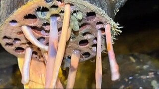 tembiluk cacing hama kayu yang jadi superfood