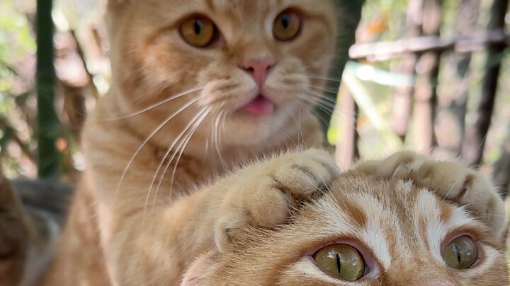 Every cat is one of a kind～