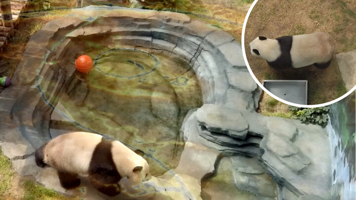 【Animal Circle】Congcong Panda understands Eng. Performs 8 Trigram.
