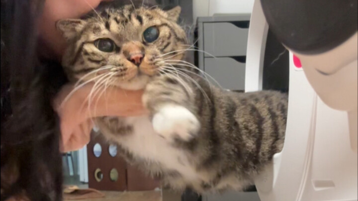 Kissed furiously after being pulled out of the litter box by mom
