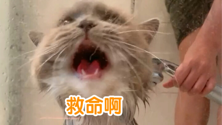 Peeed in the bath… What’s it like when this fierce-yet-cute kitten takes a bath? I’m so mad, I wanna