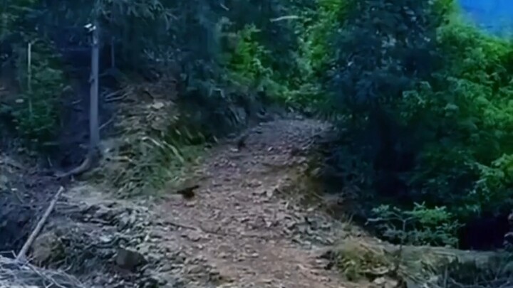 Seluruh pasukan mendapat ayam