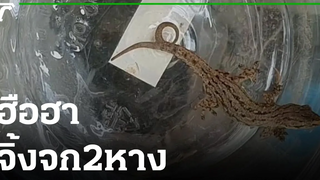 ฮือฮา ตีเลข จิ้งจก2หาง 28-03-65 ข่าวเช้าหัวเขียว