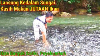 JUTAAN Ikan Penunggu Sungai - Ikan Banyak Suliki