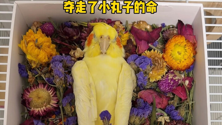 น้องหมั่นโถว อย่าทิ้งฉันไปนะ