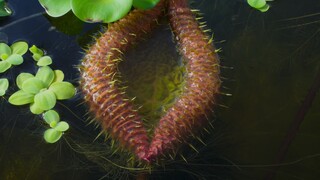 Ikan lolos dari pendidikan berkualitas —  Teratai China