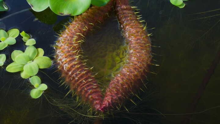 ปลาตัวเล็กที่รอดพ้นจากการศึกษาแบบครบวงจร — หวังเหลียน