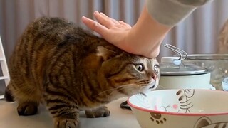 Lulu tuyệt vọng đòi ăn, thật dễ thương