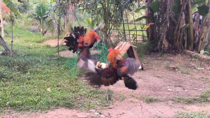 SPAR 3 yr old boston sa 8 month old sweater based.