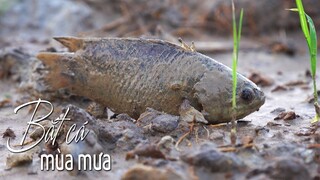 CÔ BA MIỀN TÂY ✅ CANH CHUA LÁ ME NGÀY MƯA