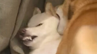Anak laki-laki besar ibu (anjing omong kosong berkata)