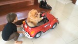 Funny Dogs and Babies are Best Friends #2 - Baby and Dog Playing Together Everyday