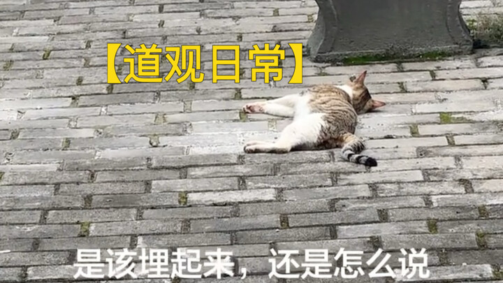 [Taoist Monastery Life] The temple cat, trudging through the snow, has gone… … … … but not far.