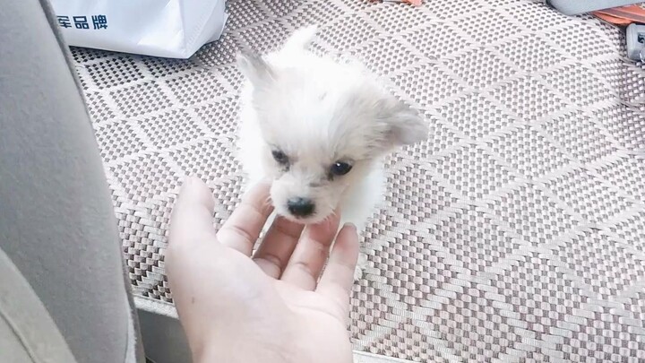 【สุนัขจรจัด】เก็บลูกสุนัขตัวเล็กขนาดฝ่ามือได้กลางถนน เกือบถูกรถทับ