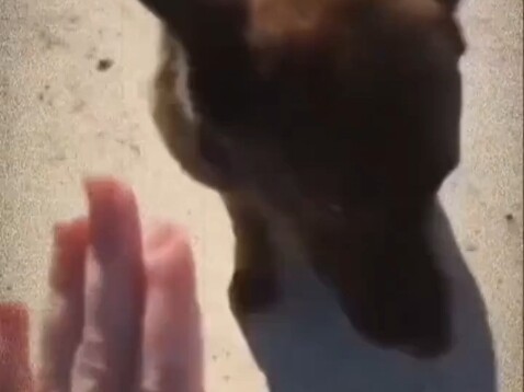 Big dog, big dog, chew, chew, chew