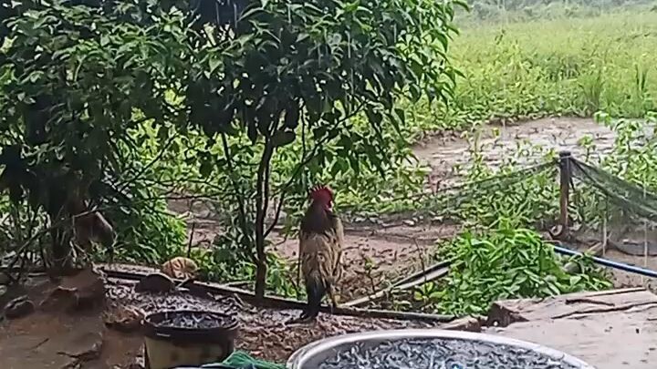 Basangbasa sa ulan