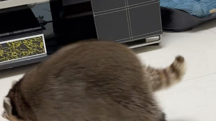 الراكون السمين: لم يأتِ العيد بعد، من يطلق المفرقعات النارية؟ #راكون #خطة-انطلاق-الحيوانات-الأليفة-ا