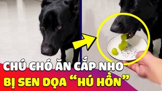 Khó lắm mới 'ĂN CẮP' được mấy quả nho, chú chó ĐỨNG HÌNH khi con Sen nói TRONG NHO CÓ ĐỘC 🤣 Gâu Đần