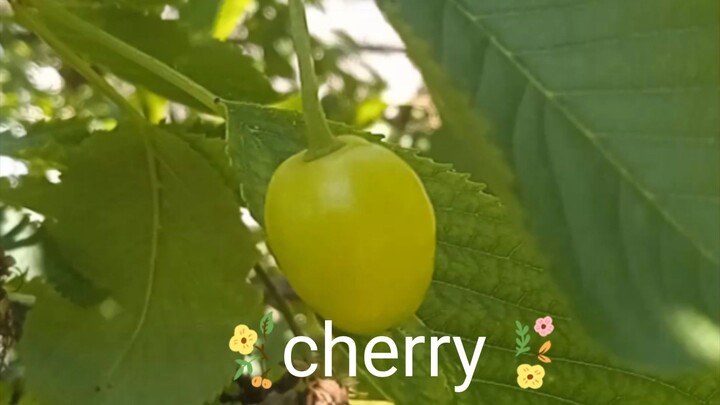 cherry