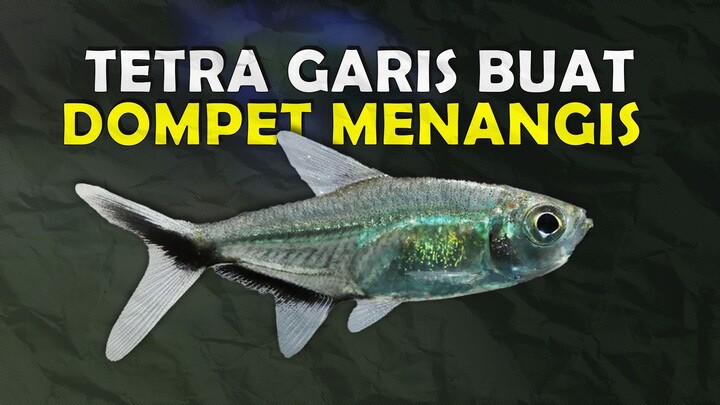KENAPA IKAN COSTAE TETRA CUMA GARIS DOANK BISA SEMAHAL INI