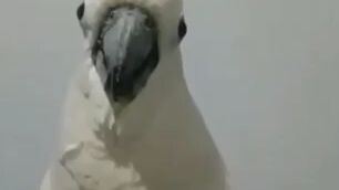 salah pergaulan...π€πΏ